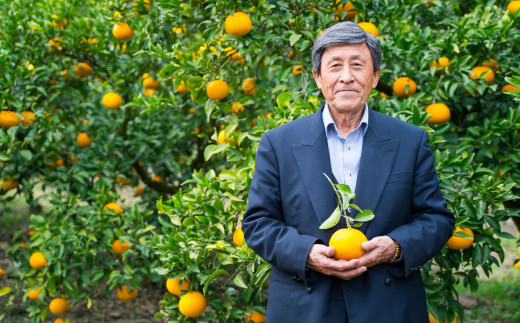 清見 オレンジ の 収穫 時期