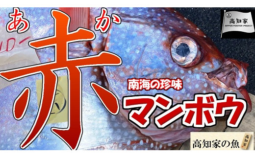 M130 21春限定 絶品 あかまんぼう マンダイ 高知県東洋町 ふるさと納税 ふるさとチョイス