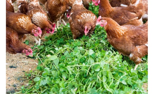 【蓮ヶ峯農場】京都奥丹波 純国産鶏もみじの 平飼いたまご 24個 【 国産 平飼い卵 非遺伝子組み換え 自家配合 たまご タマゴ 卵 平飼い 卵  純国産鶏 もみじの平飼い卵 京都奥丹波 綾部 京都 】