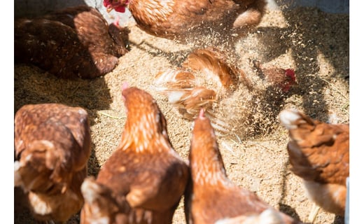 【蓮ヶ峯農場】京都奥丹波 純国産鶏もみじの 平飼いたまご 24個 【 国産 平飼い卵 非遺伝子組み換え 自家配合 たまご タマゴ 卵 平飼い 卵  純国産鶏 もみじの平飼い卵 京都奥丹波 綾部 京都 】