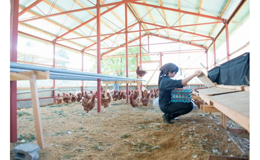 【蓮ヶ峯農場】京都奥丹波 純国産鶏もみじの 平飼いたまご 24個 【 国産 平飼い卵 非遺伝子組み換え 自家配合 たまご タマゴ 卵 平飼い 卵  純国産鶏 もみじの平飼い卵 京都奥丹波 綾部 京都 】