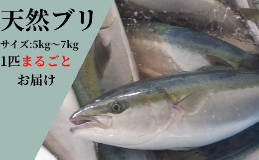 C 天然ブリ1本まるごと直送便 高知県土佐清水市 ふるさと納税 ふるさとチョイス