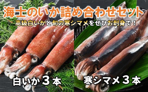 白いか食べ尽くしセット 朝どれ 高級 白イカ 刺身 天日干し 個包装 島根県海士町 ふるさと納税 ふるさとチョイス