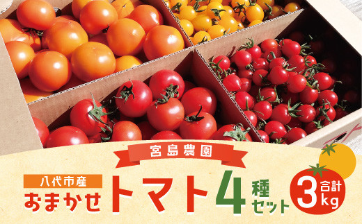 八代市産 宮島農園 おまかせ トマト 4種 3kg