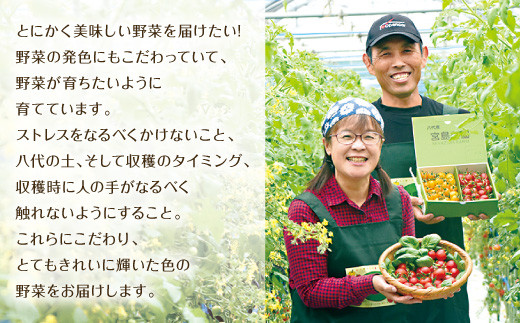 【先行予約】 八代市産 宮島農園 フルーツルビートマト 1kg 高級仕様 新鮮 トマト