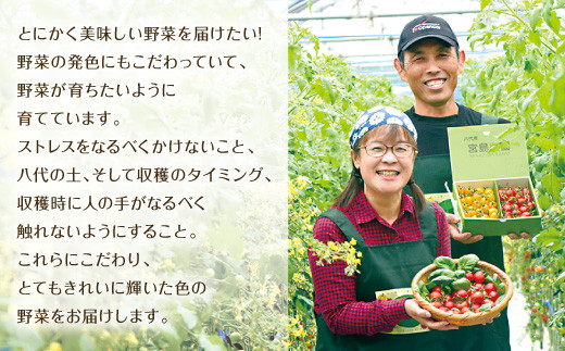 八代市産 宮島農園 おまかせ トマト 4種 3kg 新鮮