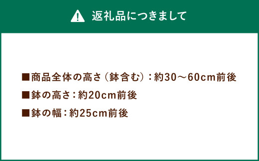 ふるさと納税 長崎県 大村市 【年4回 定期便】おまかせ 季節の 寄せ