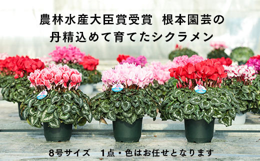 【先行予約】根本園芸シクラメン【8号】1鉢 鉢花 鉢植え 色おまかせ ガーデンシクラメン 花 ギフト 農林水産大臣賞受賞【10015】|株式会社根本園芸