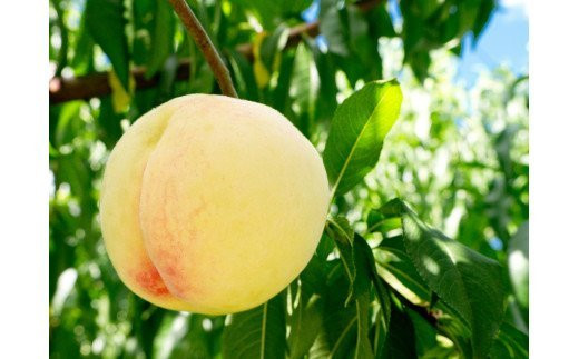 岡山県産の白桃をピューレ状にして作っています。
