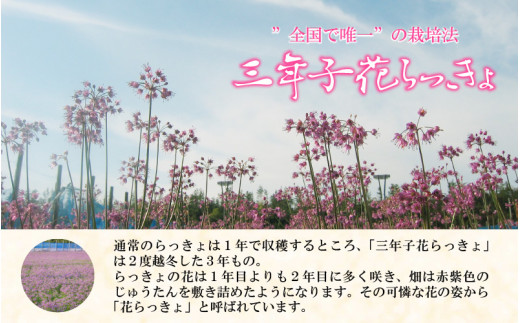 こだわりの三年掘り栽培 福井特産 三年子花らっきょギフト A 0751 福井県坂井市 ふるさと納税 ふるさとチョイス