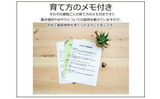 観葉植物 アイビー ヘデラ 3種 ブリキポット 寄せ植え 40pt ポイントのみ 長崎県大村市 ふるさと納税 ふるさとチョイス