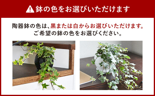 観葉植物 アイビー ヘデラ ロングボール形 陶器 鉢植え 40pt 長崎県大村市 ふるさと納税 ふるさとチョイス