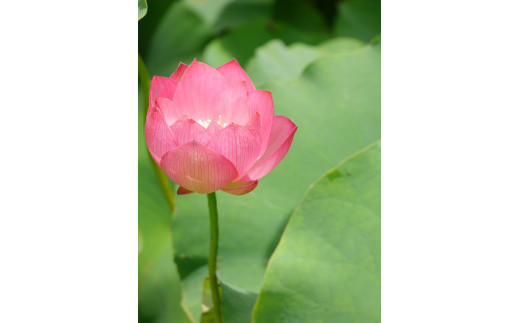 天然の蓮の花を使用したアクセサリー 03a012 滋賀県草津市 ふるさと納税 ふるさとチョイス