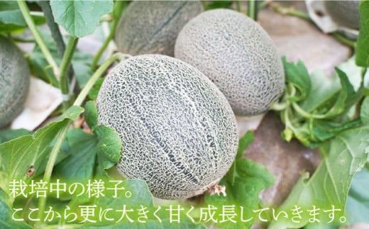 先行予約 贈答にも大好評 タカミメロン２玉 約3 7kg 3 9kg 白石農園 Cbi001 長崎県西海市 ふるさと納税 ふるさとチョイス