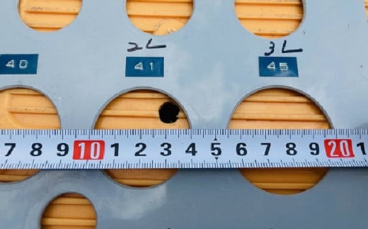 3Lサイズは約41㎜～45㎜。4Lサイズは約45㎜以上となります。
各サイズ計測の穴に梅が通る・通らないでサイズを測定します♪
