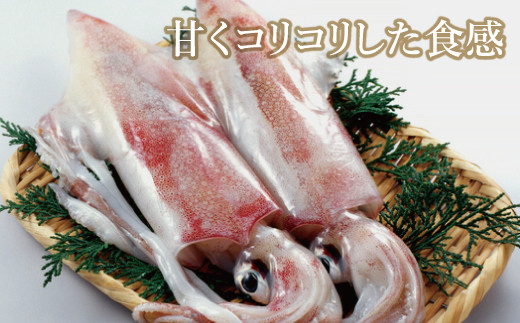 日本海の新鮮いか 島根県産 益田市産 魚貝類 魚介類 イカ あおりいか やりいか 真いか 白いか 甲いか 旬なもの 500g 新鮮 冷蔵 島根県益田市 ふるさとチョイス ふるさと納税サイト