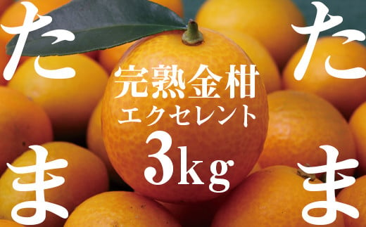 完熟きんかんたまたまエクセレント3kg 21年発送 M056 004 宮崎県宮崎市 ふるさと納税 ふるさとチョイス