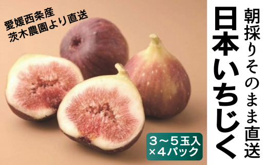 朝どりそのまま直送 日本いちじく 21年8月 発送開始 愛媛県西条市 ふるさと納税 ふるさとチョイス