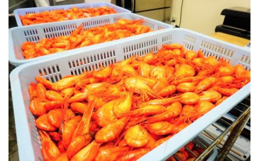 昆布森産 北海シマエビ 特大 浜ゆで 急速冷凍 17 19尾 計500g 出荷時期 21年9月ごろ発送 北海道釧路町 ふるさと納税 ふるさとチョイス