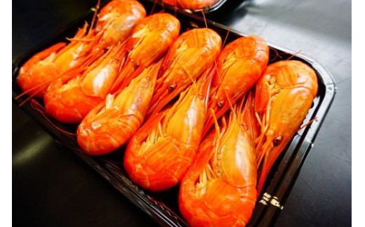 昆布森産 北海シマエビ 特大 浜ゆで 急速冷凍 17 19尾 計500g 出荷時期 21年9月ごろ発送 北海道釧路町 ふるさと納税 ふるさとチョイス