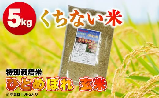 令和5年産  くちない米（特別栽培米ひとめぼれ 玄米）5kg