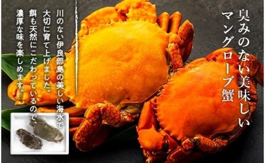 蟹蔵のマングローブ蟹 沖縄県宮古島市 ふるさと納税 ふるさとチョイス