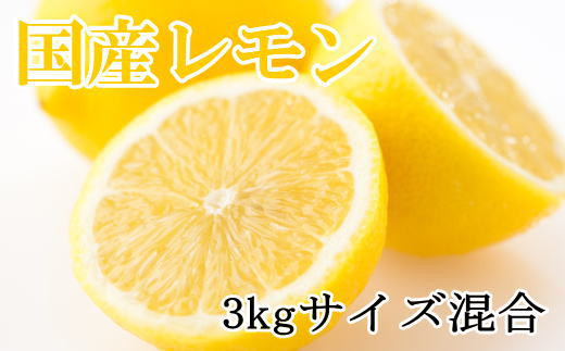 【産直】和歌山産レモン約3kg（サイズ混合）※2024年3月中旬～5月下旬頃に順次発送 858540 - 和歌山県太地町