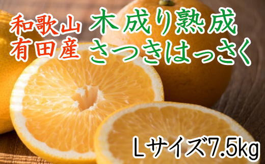 こだわりの和歌山有田産木成り熟成さつき八朔7.5Kg（Lサイズ）※2024年4月上旬～4月下旬頃に発送【tec843】 920620 - 和歌山県太地町