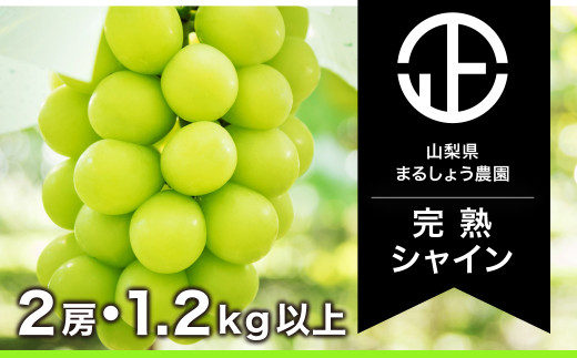 【完熟】 シャインマスカット 2房 1.2㎏以上 大人気 高評価