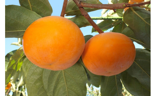 大きくて甘い 輝太郎柿（6kg）　数量限定　先行受付