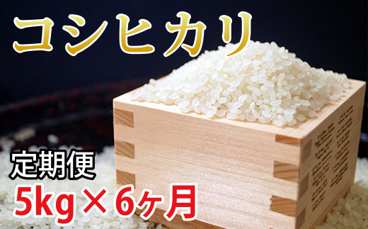 8月より発送開始！新米コシヒカリ10kg 5kg×2 令和5年産 早場米 早期