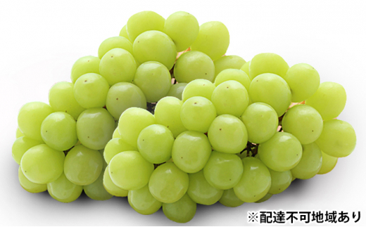 [№5529-0368]千年仙果園 シャインマスカット 2房 約1.2kg（1房約600g）