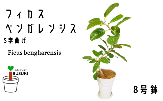 観葉植物 S字曲げフィカス ベンガレンシス8号 弓指園芸 鹿児島県指宿市 ふるさと納税 ふるさとチョイス