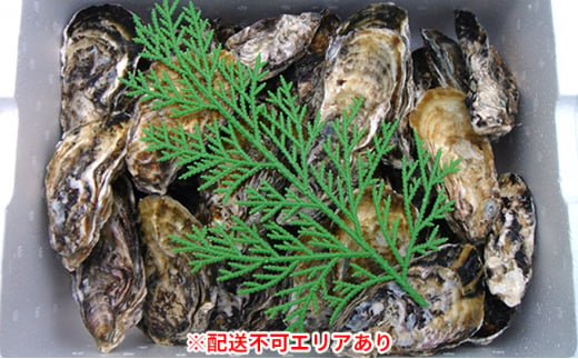 [№5258-0120]勤成丸の生牡蠣　千姫（約2.0kg入） 1213006 - 兵庫県姫路市