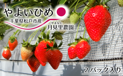 【月見里農園】千葉県松戸市産いちご（やよいひめ）2パック