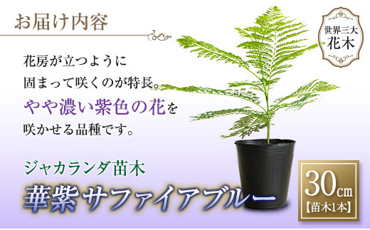 34 神秘的な美しさ ジャカランダ苗木 サファイアブルー 30cm 宮崎県日南市 ふるさと納税 ふるさとチョイス
