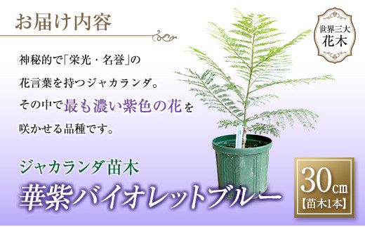 33 神秘的な美しさ ジャカランダ苗木 華紫バイオレットブルー 30cm 宮崎県日南市 ふるさと納税 ふるさとチョイス