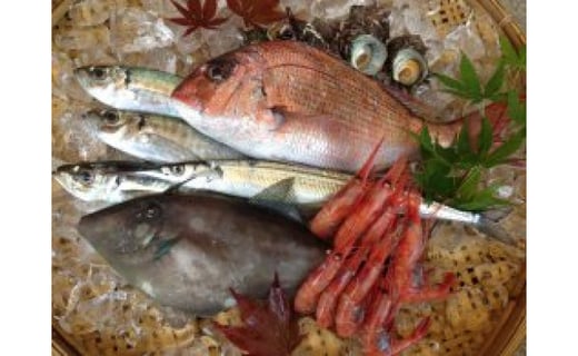 調理ラクラク 能登の魚おまかせセット 石川県能登町 ふるさと納税 ふるさとチョイス