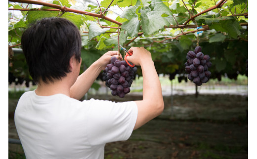 2024年先行予約＞富士の輝1房約700g☆ 097-009 - 山梨県笛吹市