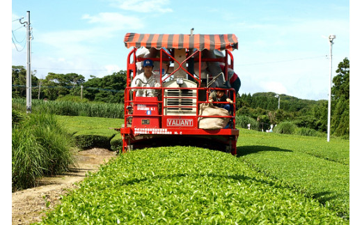 3月中旬から、摘採（お茶の葉の摘み取り作業）が、始まります！他の地域よりも、約1ヶ月以上早いです！