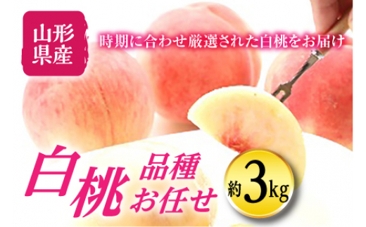 《先行予約》秋の収穫 白桃 約3kg F2Y-1467