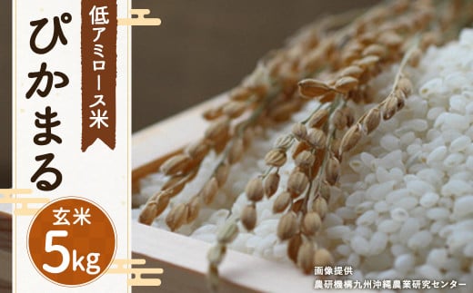 【 玄米 】 ぴかまる 5kg 低アミロース米 保存袋付き 263395 - 福岡県筑後市