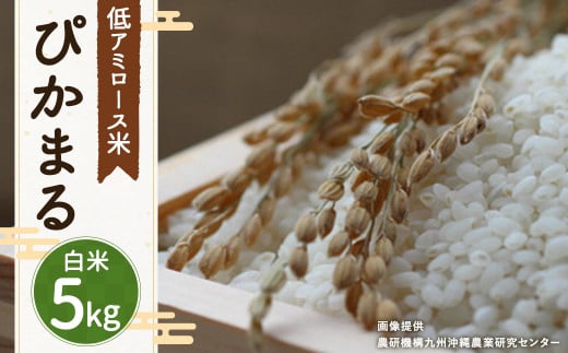 【 白米 】 ぴかまる 5kg 低アミロース米 保存袋付き 263396 - 福岡県筑後市