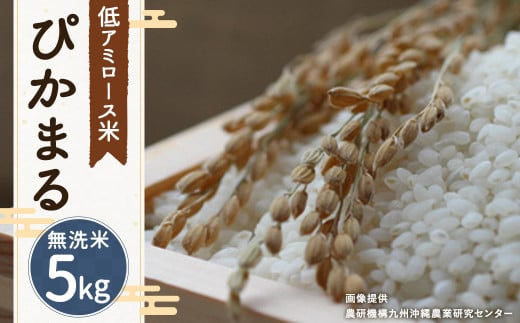 【 無洗米 】 ぴかまる 5kg 低アミロース米 保存袋付き 263397 - 福岡県筑後市