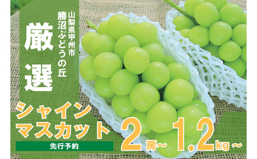 B 425 勝沼ぶどうの丘厳選シャインマスカット２房 １ ２ Kbo 山梨県甲州市 ふるさと納税 ふるさとチョイス