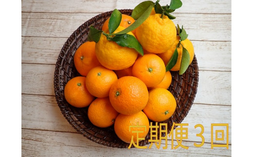 【定期便３回】 みかん ②自然塾 季節の柑橘詰合せ
