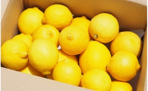 箱限定 皮まで美味しい無農薬レモン 家庭用1 7 広島県尾道市 ふるさと納税 ふるさとチョイス
