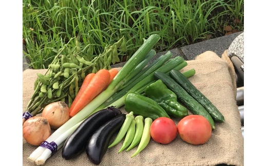 5月～9月にお送りする野菜の一例。