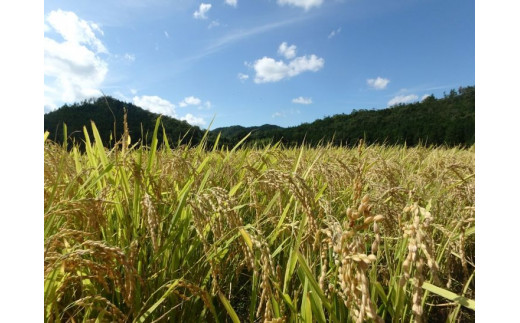 【定期便】京都・神前米キヌヒカリ10kg×3回☆減農薬・自家栽培米生産農家直送！精米（クリーン白米）したてをお届け