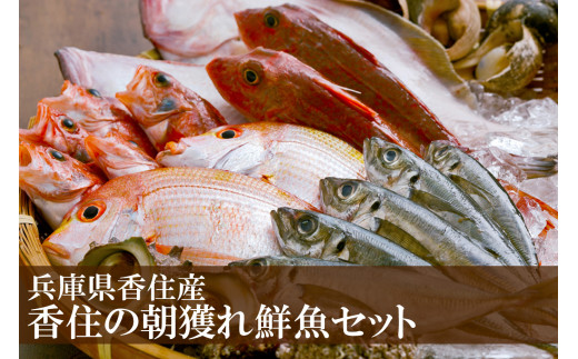 【香住の朝獲れ地魚セット 3-10月限定 新鮮 鮮魚 4～5種類詰め合わせ（1.5kg～2kg程度）香住産 冷蔵】※漁の状況により発送までに１ヶ月半程度かかる場合があります。入金確認後、ご連絡の上、発送いたします。配送日指定不可。季節感のある旬の鮮魚をお届けします。ご希望により内蔵処理も承ります。大人気 ふるさと納税 お刺身 煮魚 焼魚 フライ 兵庫県 香美町 香住 柴山 宿院商店 33-11 403504 - 兵庫県香美町